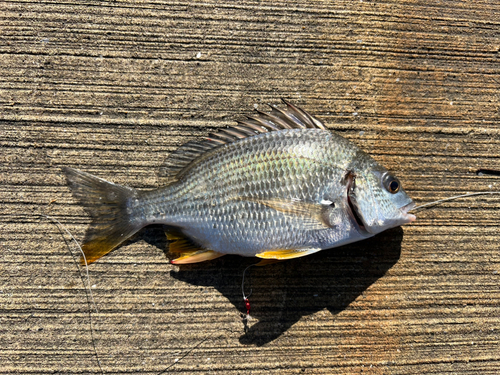 キビレの釣果