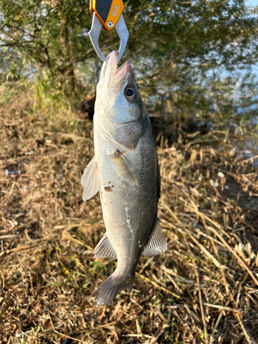 スズキの釣果