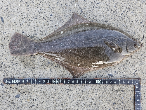 カレイの釣果