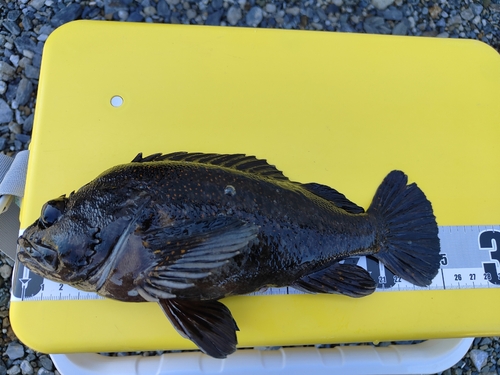 オウゴンムラソイの釣果