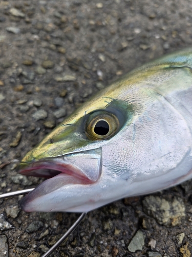 ハマチの釣果