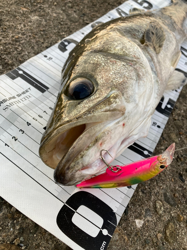 シーバスの釣果