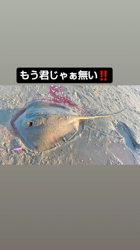 エイの釣果