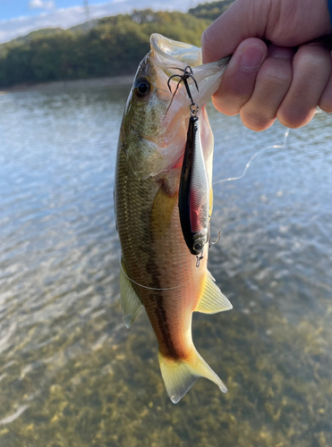 ラージマウスバスの釣果