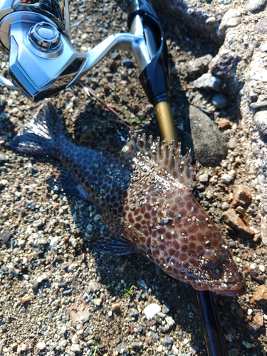 オオモンハタの釣果