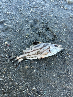 コトヒキの釣果