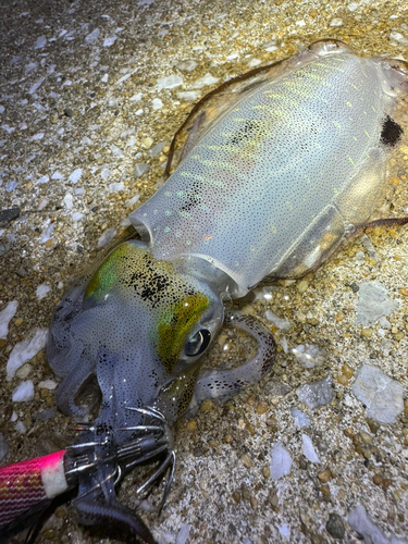 アオリイカの釣果