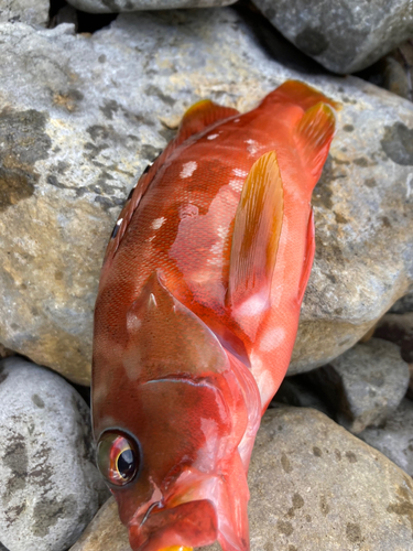 アカハタの釣果