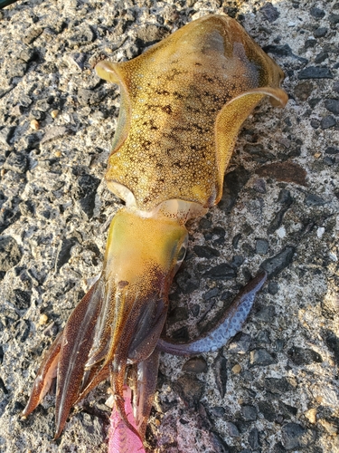 アオリイカの釣果