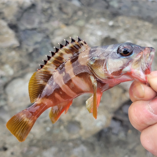 釣果