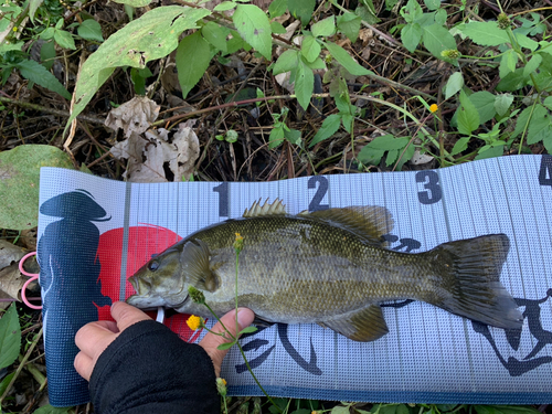 スモールマウスバスの釣果