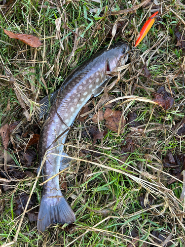 アメマスの釣果