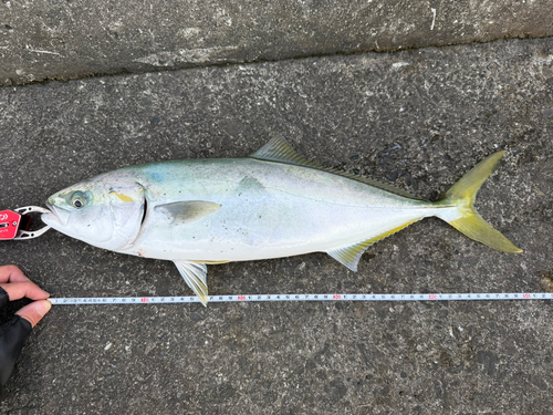 イナダの釣果