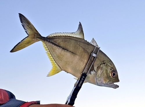 ギンガメアジの釣果