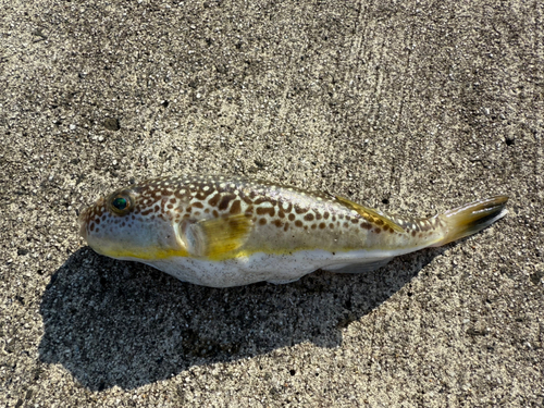 ショウサイフグの釣果