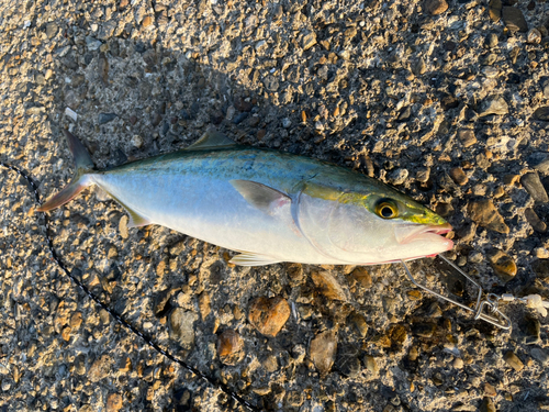 ハマチの釣果