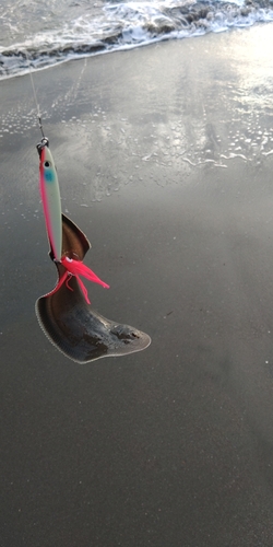 シタビラメの釣果