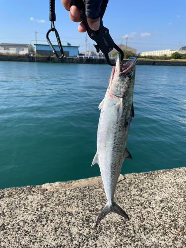 サゴシの釣果