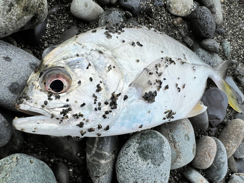 メッキの釣果