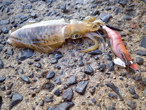 アオリイカの釣果