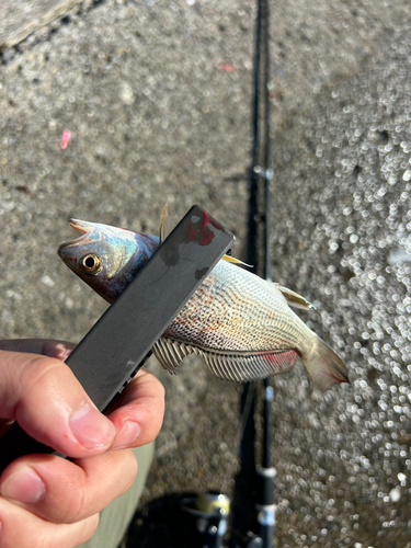 イシモチの釣果