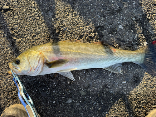 高洲海浜公園