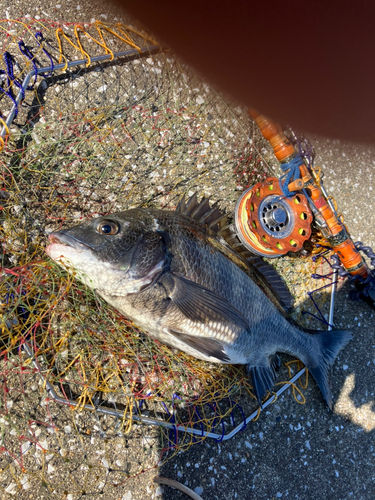 クロダイの釣果