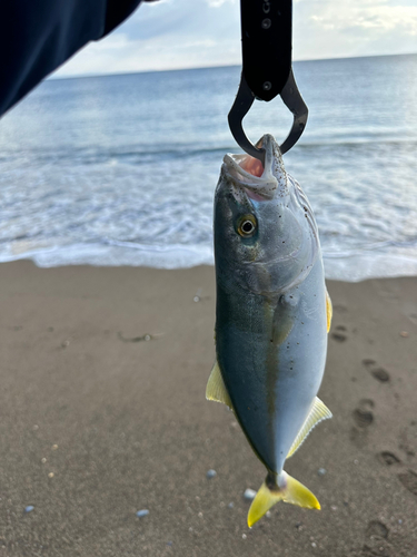 フクラギの釣果