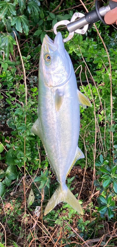 ヤズの釣果