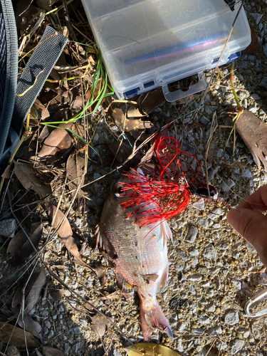 チャリコの釣果