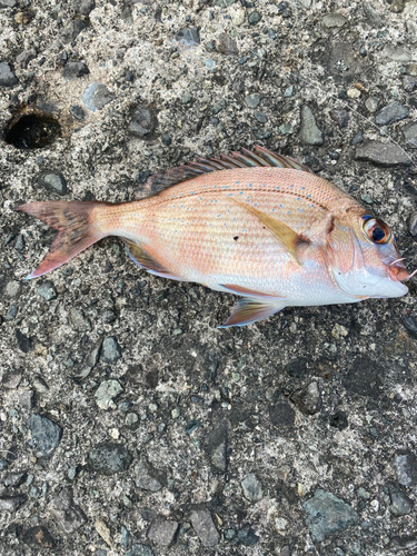 チダイの釣果