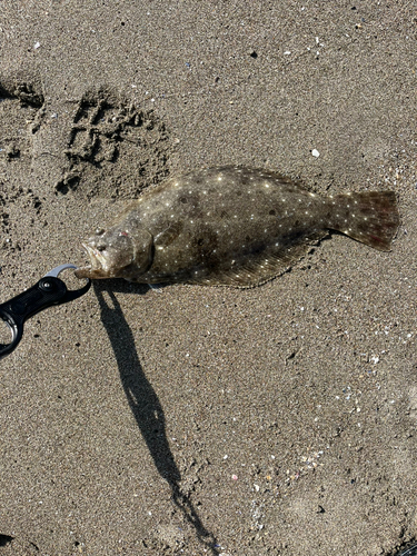 ソゲの釣果