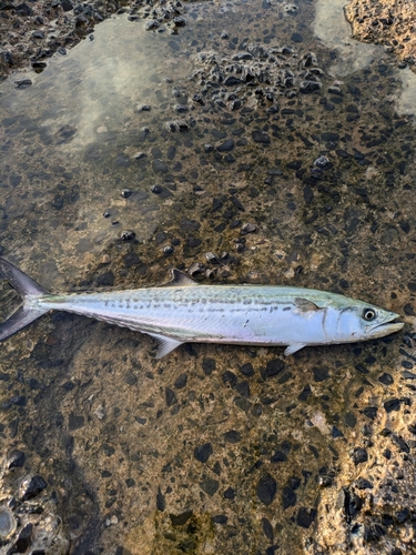 サゴシの釣果