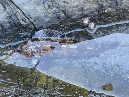 アイナメの釣果