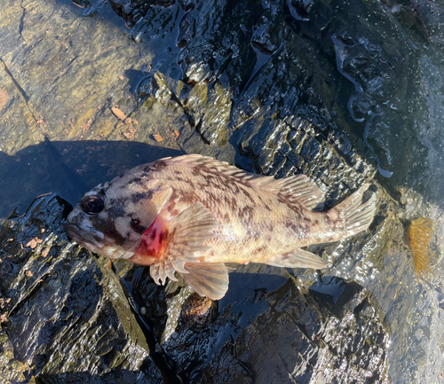 ソイの釣果