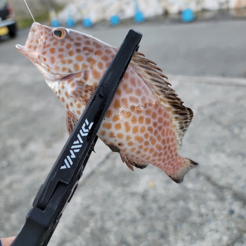 オオモンハタの釣果