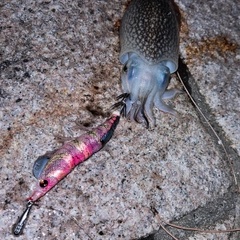 シリヤケイカの釣果