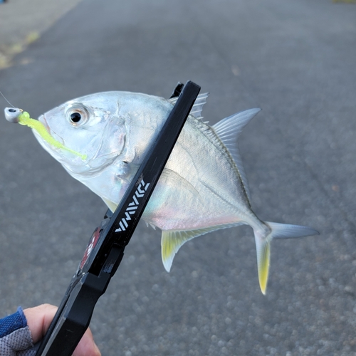 メッキの釣果