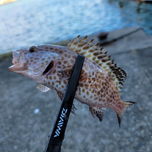 オオモンハタの釣果