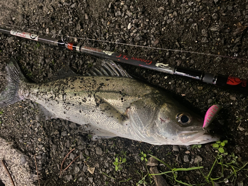 セイゴ（マルスズキ）の釣果