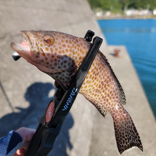 オオモンハタの釣果