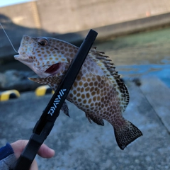 オオモンハタの釣果