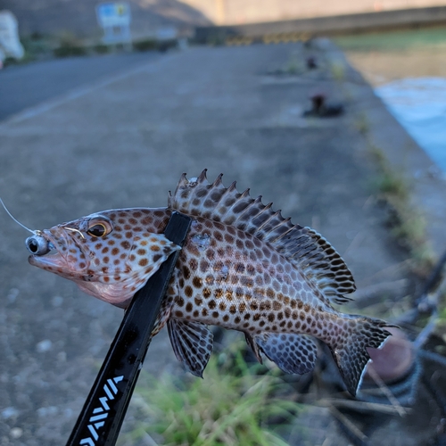 オオモンハタの釣果