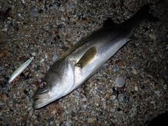 スズキの釣果