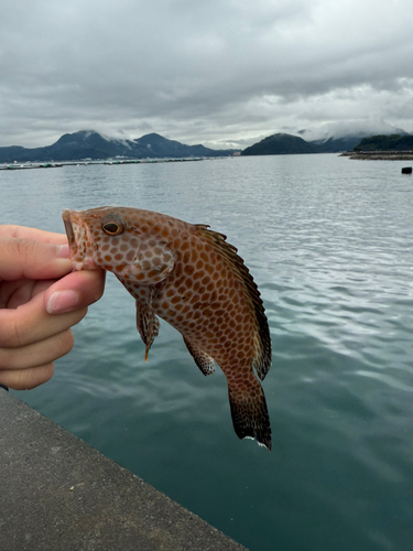 オオモンハタの釣果