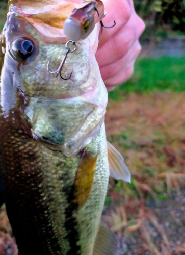 ブラックバスの釣果