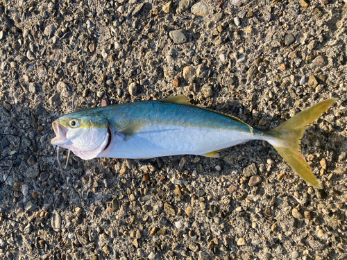 ハマチの釣果