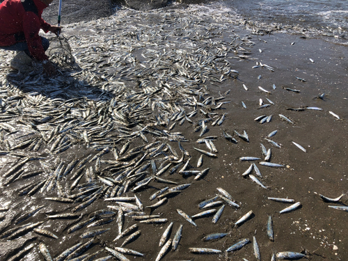 マイワシの釣果