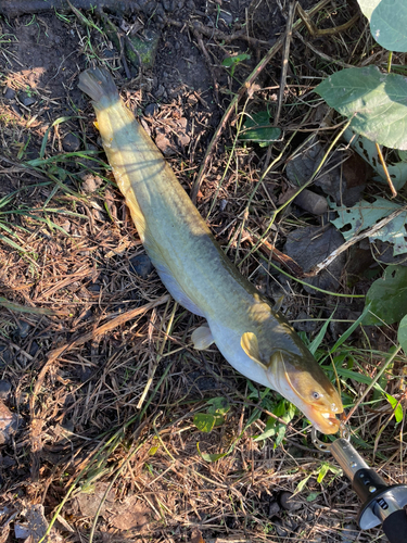 ナマズの釣果