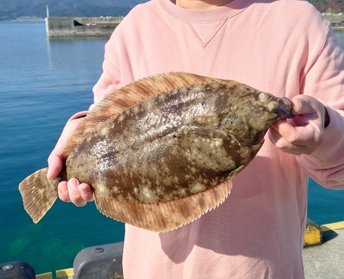 マコガレイの釣果